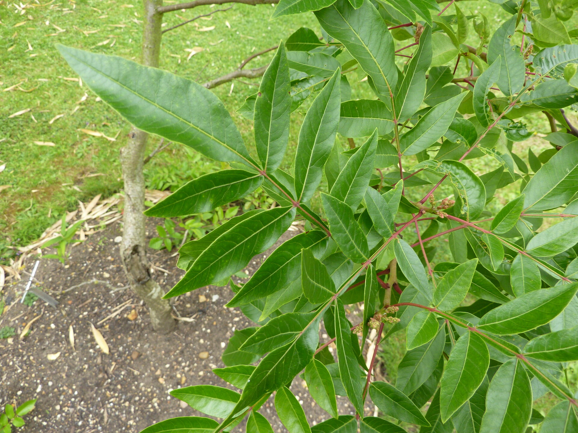 Rhus copallina