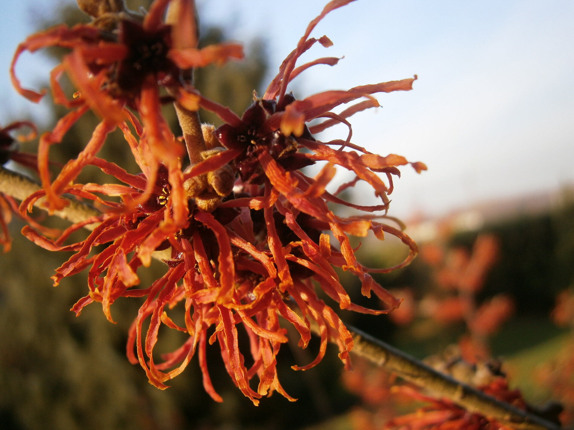Hamamelis 'Jelena'