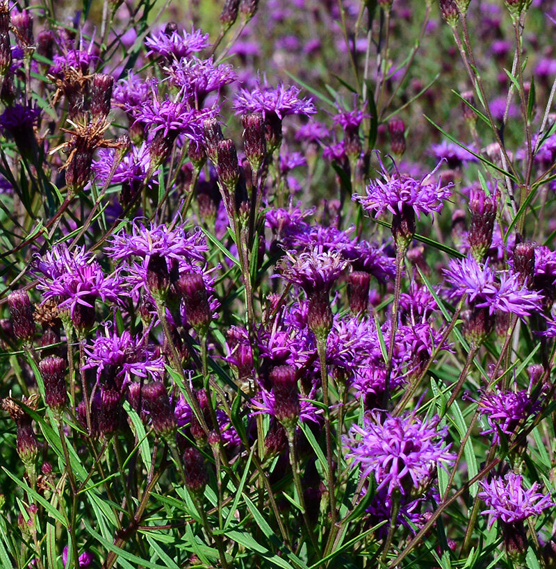 Vernonia 'Summer's Swan Song'