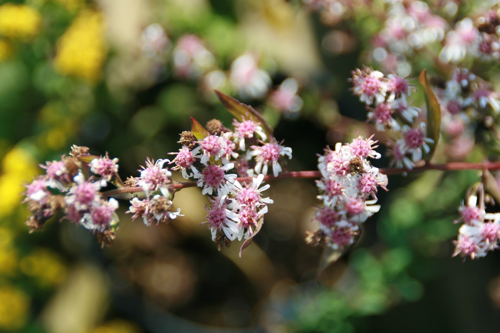Aster lateriflorus 'Horizontalis'