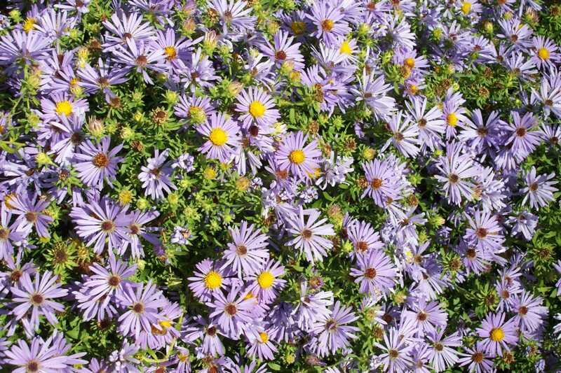 Symphyotrichum oblongifolium (Aster) 'October Skies'