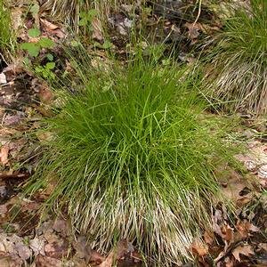 Carex bromoides