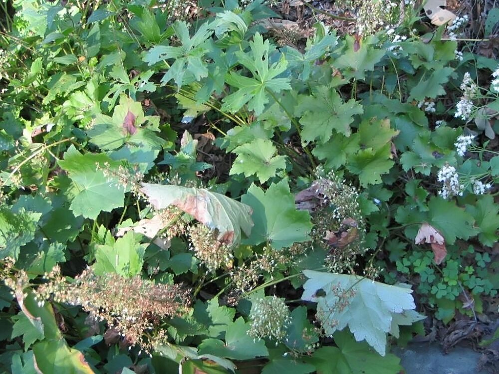 Heuchera villosa