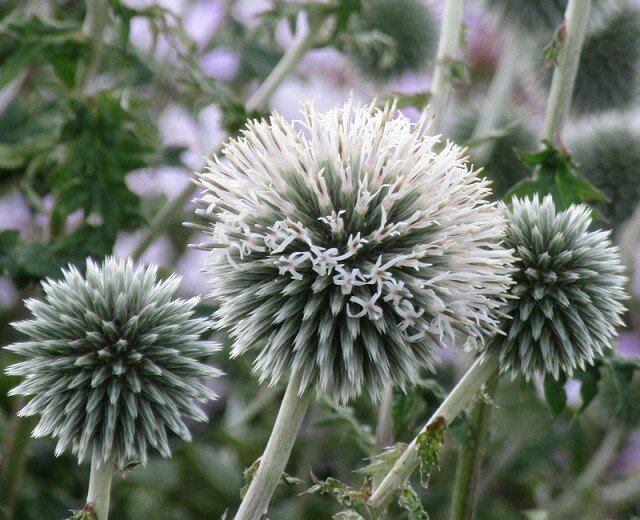 Echinops bannaticus 'Starfrost'