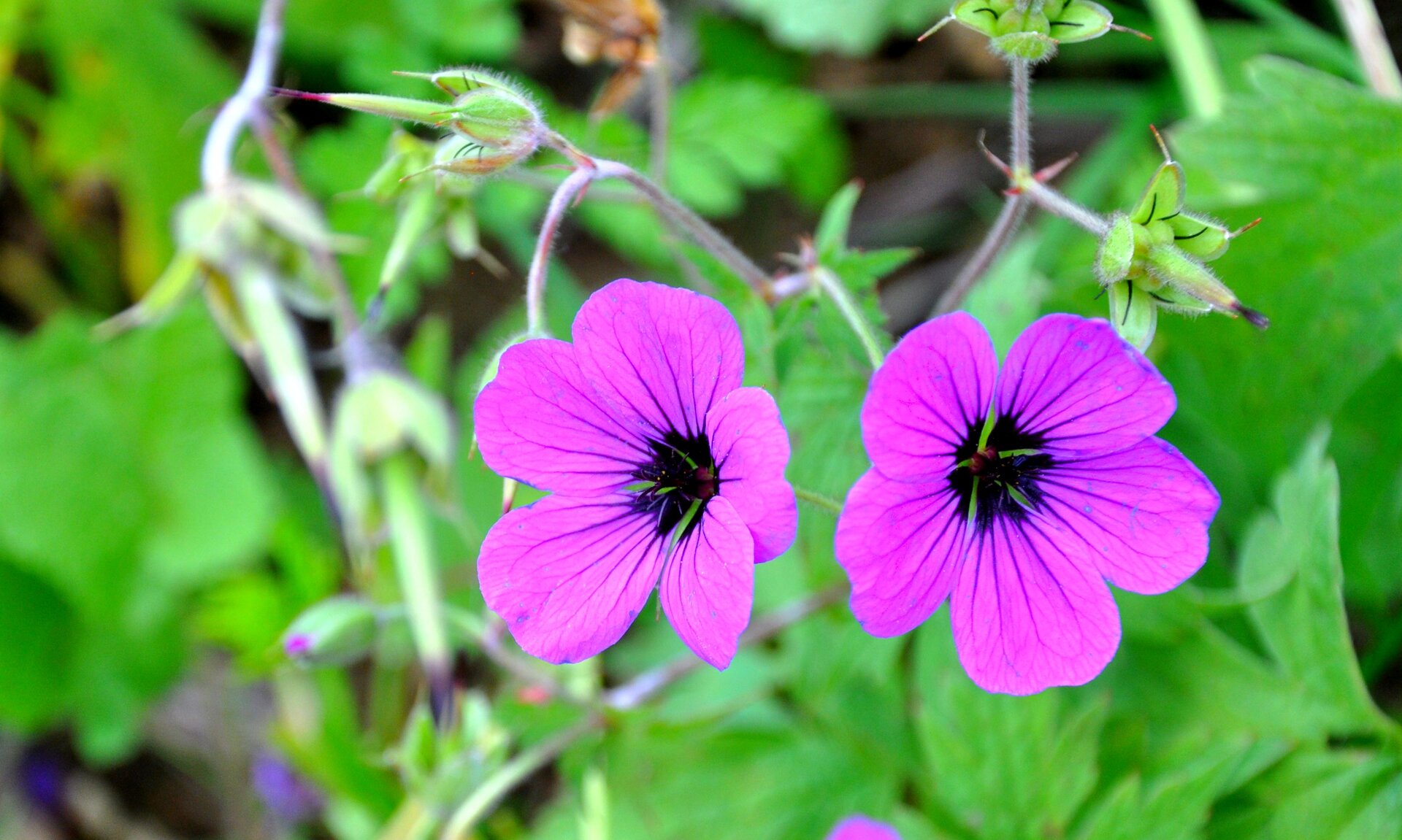 Geranium psilostemon