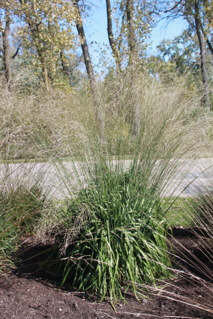 Molinia caerulea 'Whirlwind'