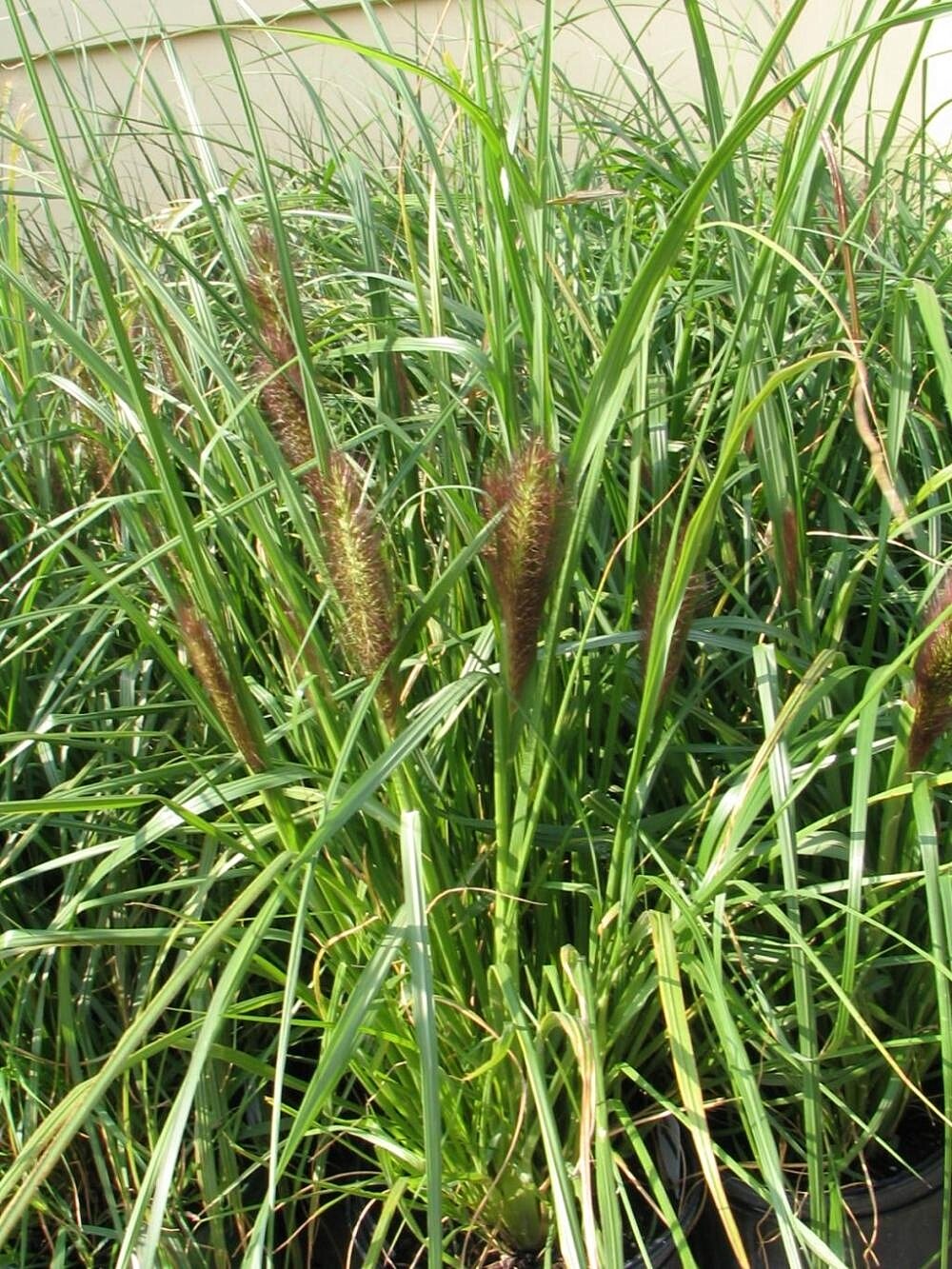 Pennisetum viridescens