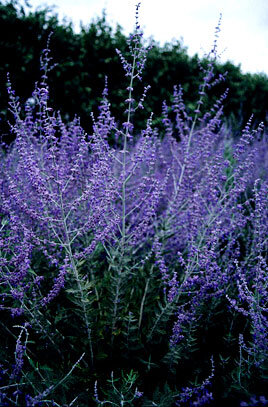Perovskia atriplicifolia 'Blue Steel'