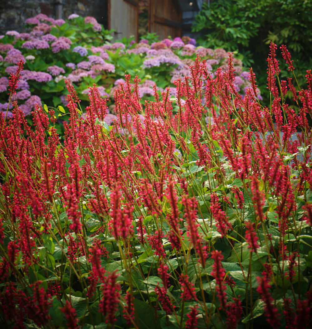 Persicaria amplexicaulis 'Firetail'