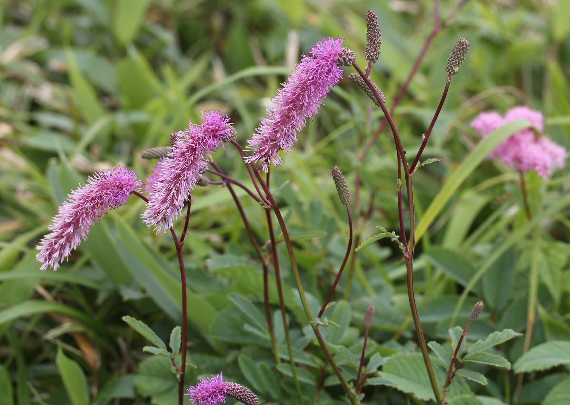 Sanguisorba menziesii 'Wake Up'