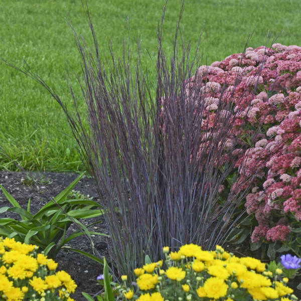 Schizachyrium scoparium 'Smoke Signal'