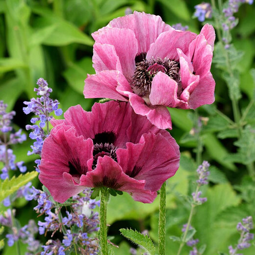 Papaver orientale 'Little Patty's Plum'