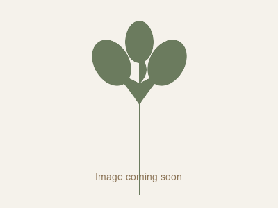 Digitalis ferruginea