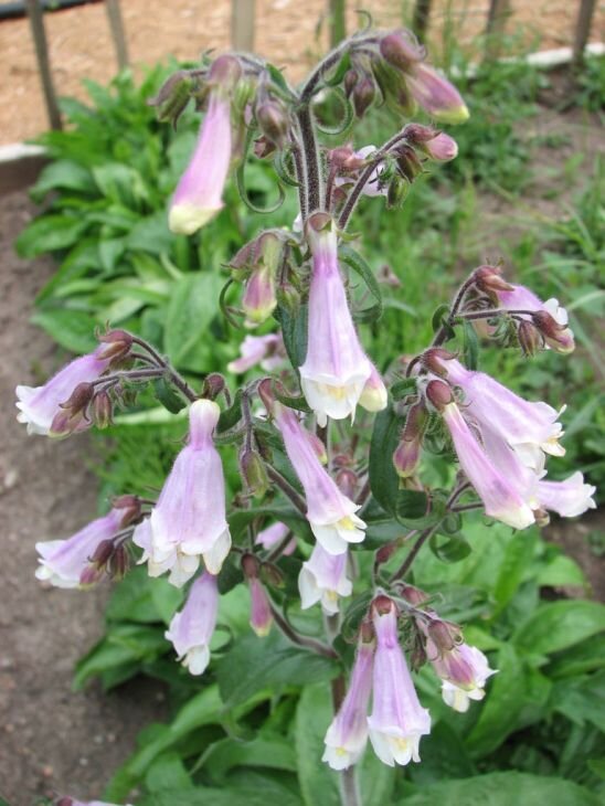 Penstemon hirsutus